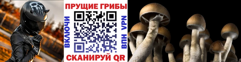 Псилоцибиновые грибы Cubensis  hydra зеркало  Кашин  наркошоп 